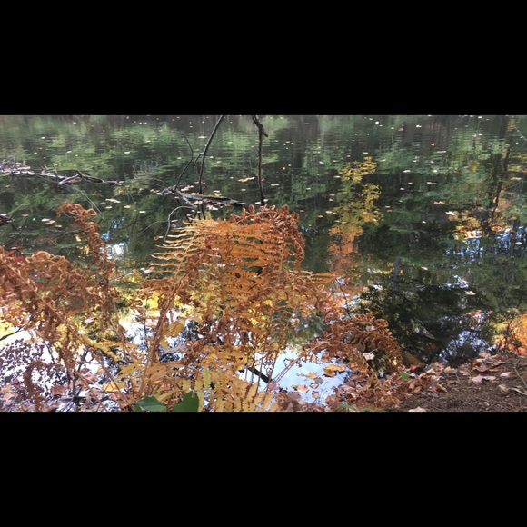 Meet your Posher, Devon - Picture 1 of 1